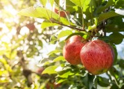 What is the favorite Washington Apple This season