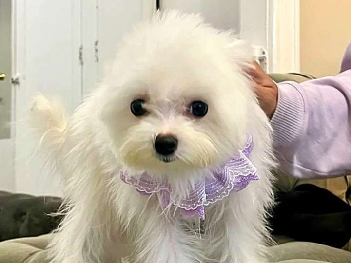 Vendía cachorros de raza de diseño importados por hasta 38.000 dólares desde un apartamento