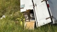 Escaped monkeys ‘destroyed' after Mississippi police are mistakenly told they're a danger