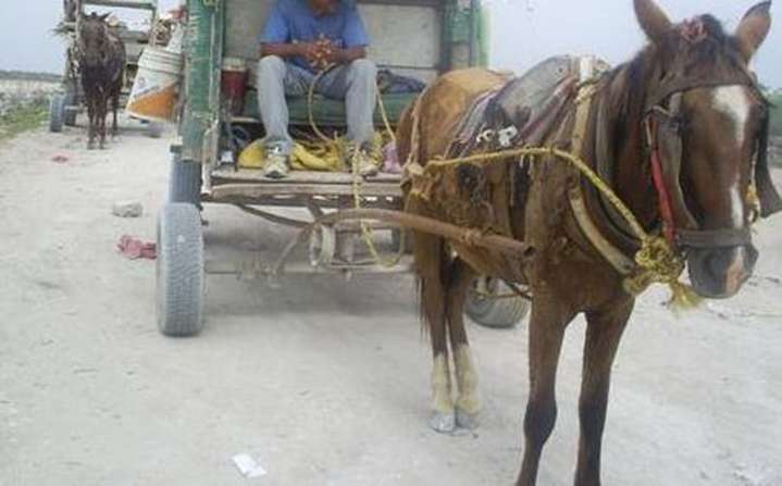 Congreso de SLP endurecerá sanciones por maltrato a animales de carga
