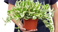Tu planta te está hablando: lo que el Feng Shui revela sobre las hojas, raíces y energía vital