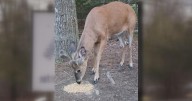 Authorities stress paying attention on the roads as vehicle vs. deer accidents rise in Penobscot County