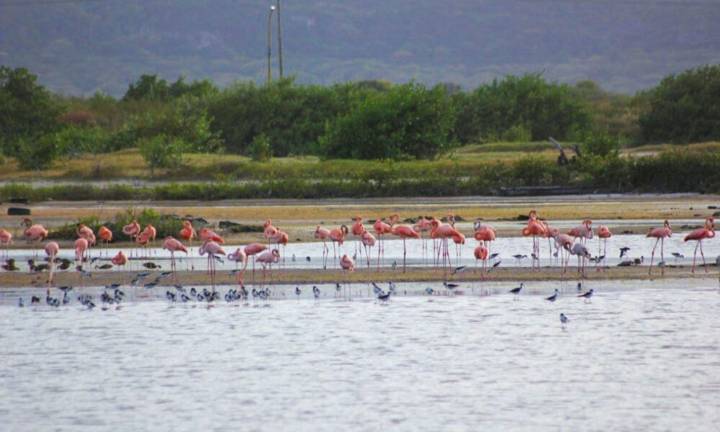 Venezuela ocupa el 5º lugar de avistamiento de aves en el mundo