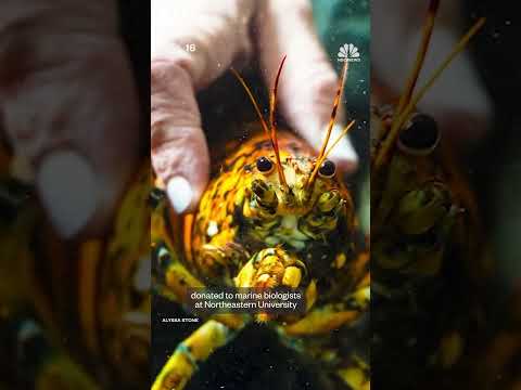 Rare ‘spooky’ lobster donated to marine biologists at Northeastern University