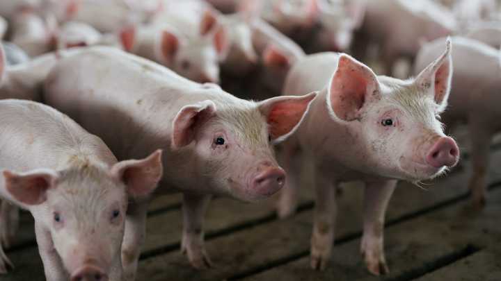 Register now for 2025 Swine Day with SDSU Extension