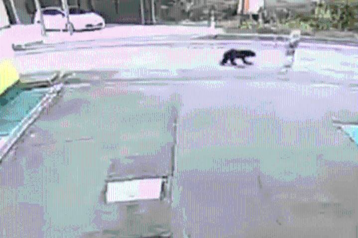 VIDEO: Un oso ataca por la espalda a una anciana de 82 años en el norte de Japón