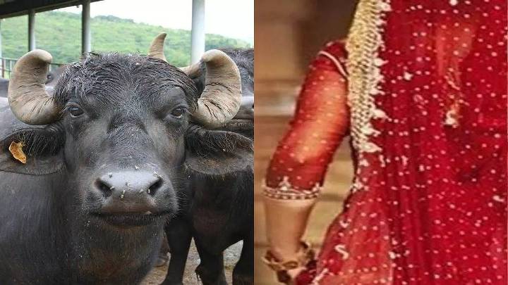 MP News: Newly Wed Woman Consumes Acid After In-Laws Torture Her For Not Bringing Buffalo In Dowry, Dies