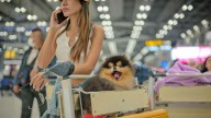 Perder a un perro en un vuelo es lo mismo que perder una maleta: la Justicia Europea sentencia que las indemnizaciones tienen que ser las mismas