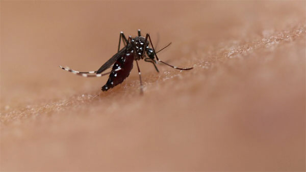 Manipur dengue cases surge to 3,594, one death reported in Bishnupur