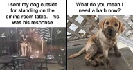 Feel-Good Animal Memes: 43 Reasons To Smile Today