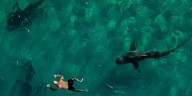 Científicos alertan sobre los riesgos de alimentar tiburones tras el mortal ataque en Hadera