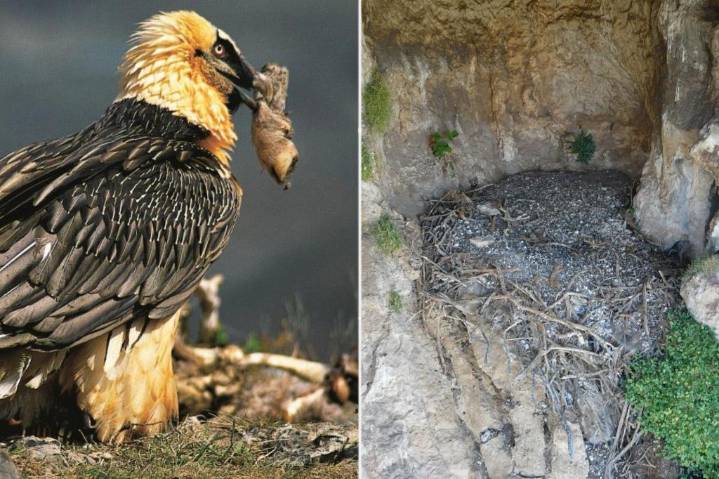 700-year-old sandal discovered in nest of bone
