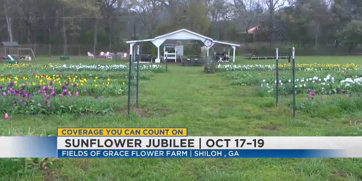 Fields of Grace Flower Farm 'Sunflower Jubilee' event slated for Oct 17