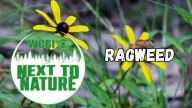 Next to Nature (Ragweed)