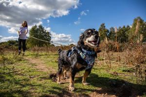 Stray dog saved from death now pet detective sniffing out lost animals