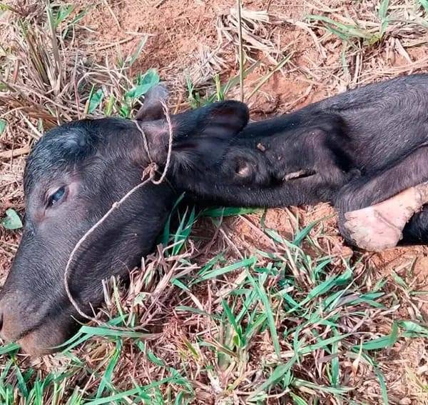 Felino ataca a ganado en Altamira