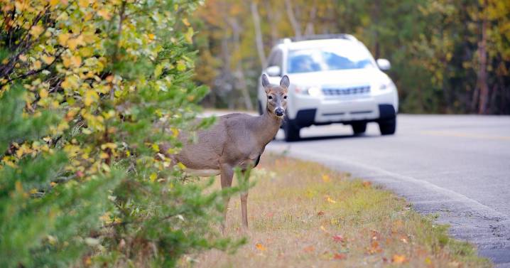 Rutting season and daylight saving time mean more deer are on the road, Pennsylvania Game Commission says
