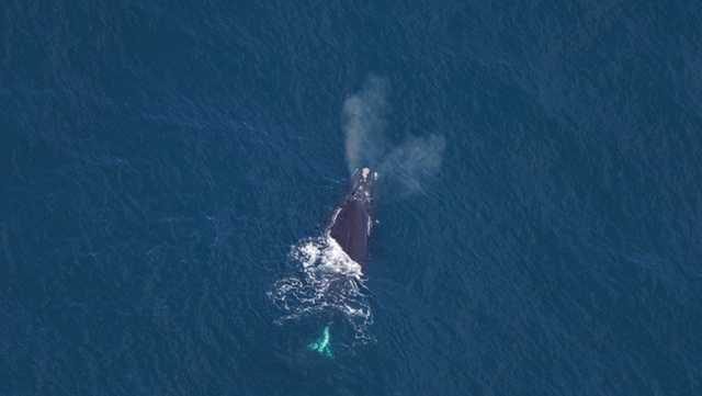 One of the world's rarest whales that makes Atlantic its home grows in population