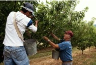 Gobierno agiliza el trámite de visas para trabajadores agrícolas, un sector fuertemente golpeado por la política migratoria
