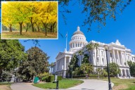 'Vomit'-like stench wafting from trees in California State Capitol Park