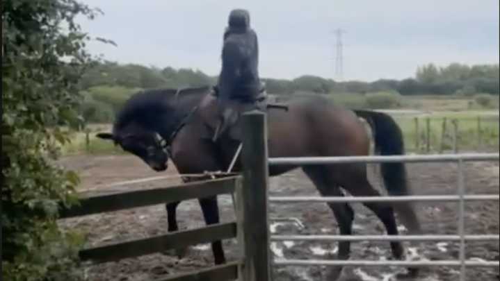 Backing dummy video investigation and other things the horse world is talking about