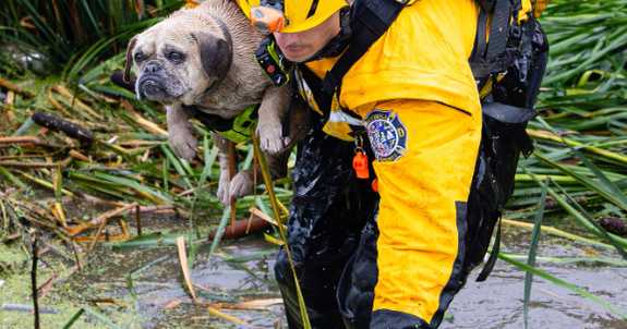 Crews rescue French bulldog from Ventura County wash during Tuesday's storm