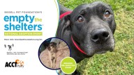 ACCT Philly urgently seeks help due to influx of dogs: "All animals are $10"