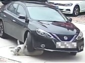 Un auto le pasó por encima a un perro que no sufrió ni un rasguño gracias a su obesidad