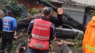 Por intensas lluvias en Caracas se desploma árbol de 25 metros en la parroquia Santa Rosalía