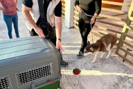 RESCATAN A HUSKY Y LOROS