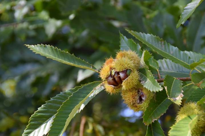 Yes, you can grow chestnut trees in Southern California