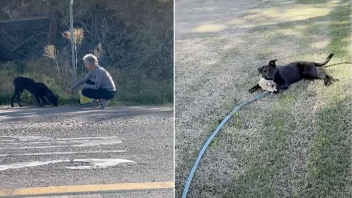 California Vet Stops For A Frightened Puppy On The Street And What Happens Next Brings Everyone To Tears