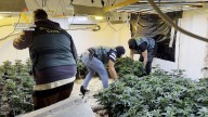 Golpe al tráfico de marihuana: la Guardia Civil detiene a 35 personas en una operación con registros en 25 localidades