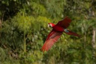 Risaralda: alarmantes cifras de tráfico de fauna y flora y estrategia de control