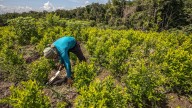 Avanza proyecto de ‘familias guardabosques’ con el que se busca reemplazar los cultivos de uso ilícito