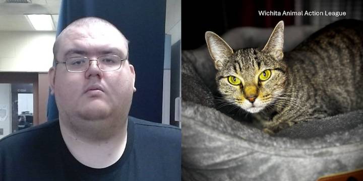 ‘Disgustingly shocking’: Cat up for adoption after being tortured, sexually assaulted