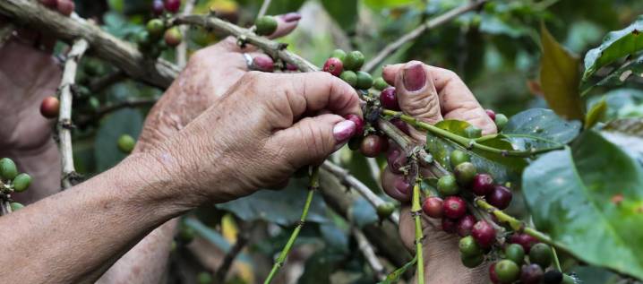 Colombia registra la mejor producción cafetera en 33 años