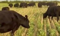 "Producimos 100 kilos más de carne por vaca"