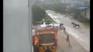 Video: Stray dogs attack minor girl in Telangana