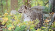 Take an inside look at Battle Creek's Binder Park Zoo as season ends