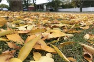 Thanksgiving weekend weather may be roller coaster ride in Saskatchewan
