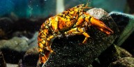 Así es Jackie, la langosta calicó de Massachusetts que asombra a científicos por su rareza y color único