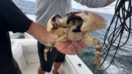 Fishermen see equipment damaged as stone crab season begins