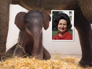 Texas zoo names elephant after First Lady Lady Bird Johnson