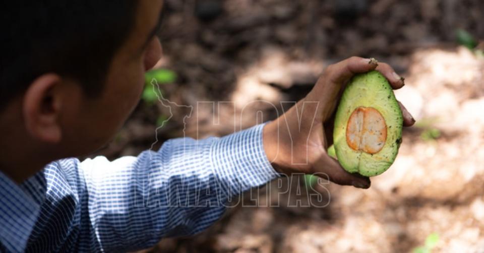 México reafirma, en 10 estados, zonas libres de plagas del aguacate: AGRICULTURA