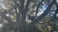 Secret Service agents find hunting stand near Donald Trump’s Air Force One in Palm Beach County