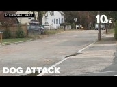 Woman demands stronger laws after dog attack