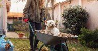 'I'm a gardener and there's 6 essential jobs to do in October'