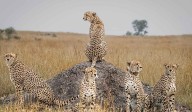 Hyderabad photographer Jeet Aman wins special award for leopard