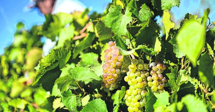 Mainqué celebra 100 años y se afianza en la producción de vino patagónico